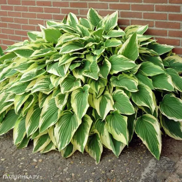 Хоста Антиох (ML)