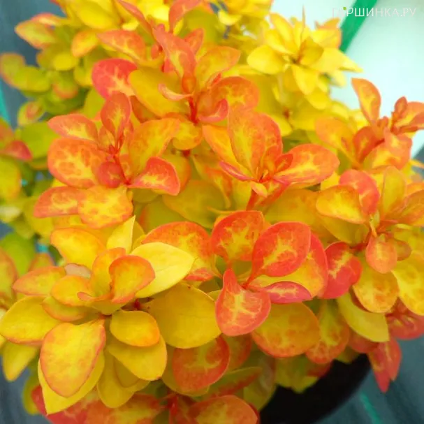 Барбарис Тунберга Саммер Сансет