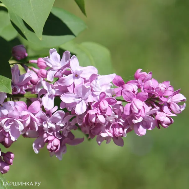 Сирень Богдан Хмельницкий