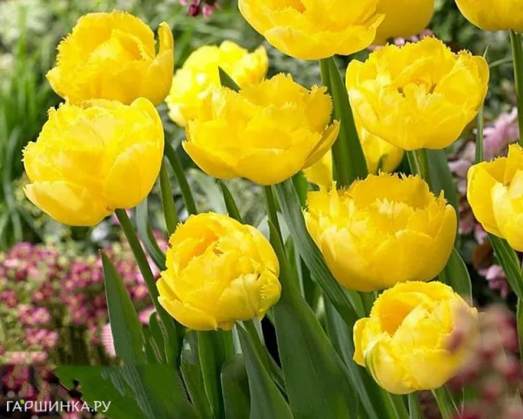 Тюльпан Экзотик Сан бахромчатые 5шт