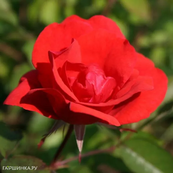 Роза Морден Файрглоу канадская парковая (лиц)