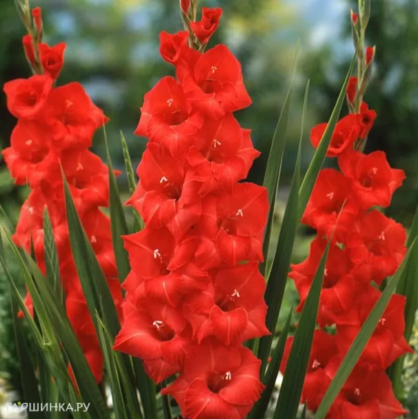 Гладиолус крупноцветковый Матчпоинт 7шт.