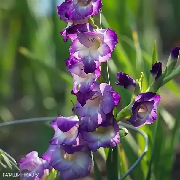 Гладиолус Кингс Линн 5 шт