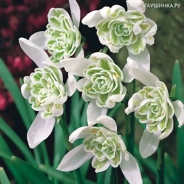 Подснежник (галантус) махровый 5 шт