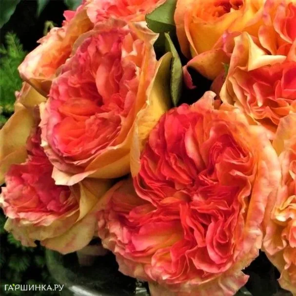 Роза Анри Дельбар, Дельбар (лиц)