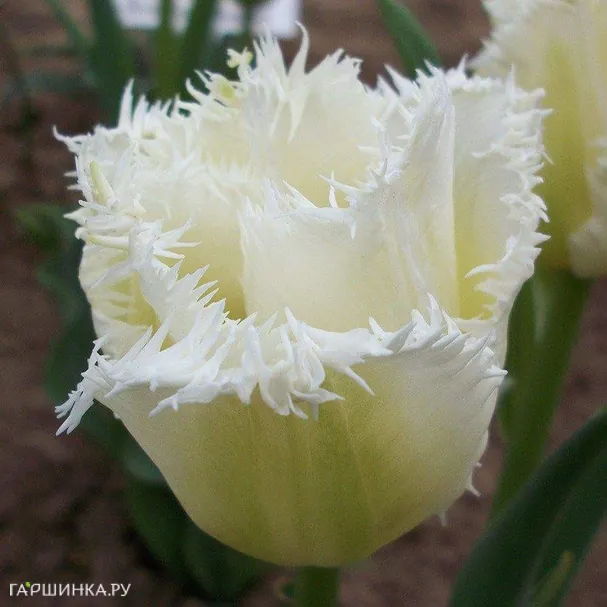 Тюльпан Ханимун бахромчатый 5шт.