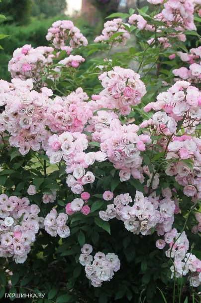 Роза Хэвенли Пинк мускусная, Ленс (лиц)