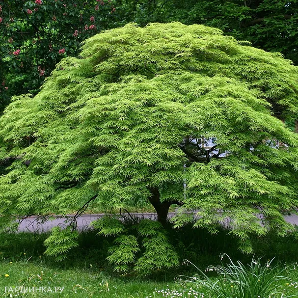 Клен веерный