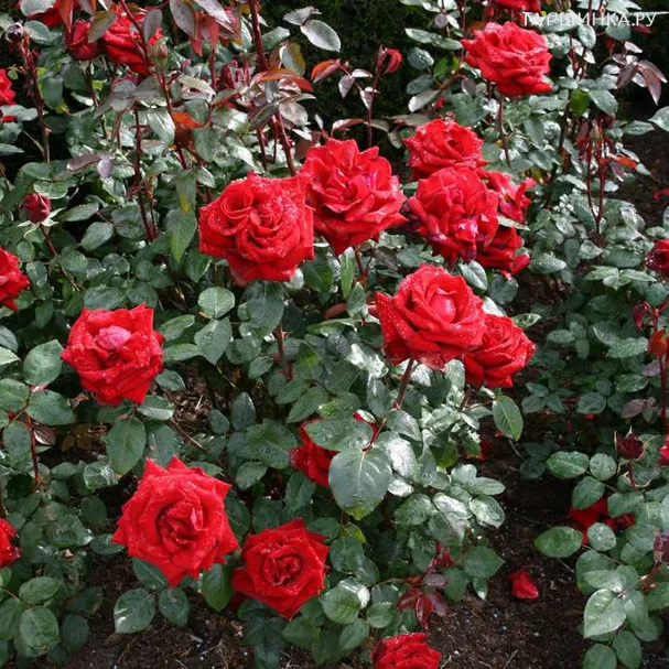 Роза Кутберт Грант канадская парковая (лиц)