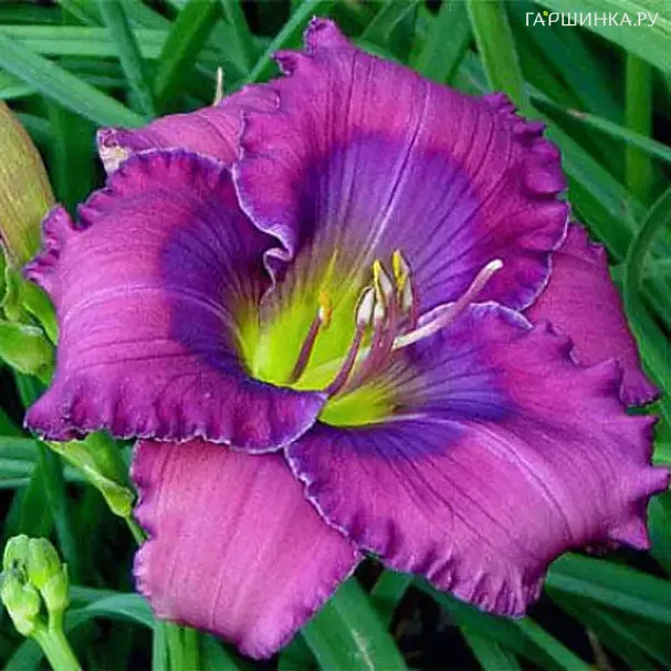 Лилейник Лавандер Блю Бэби