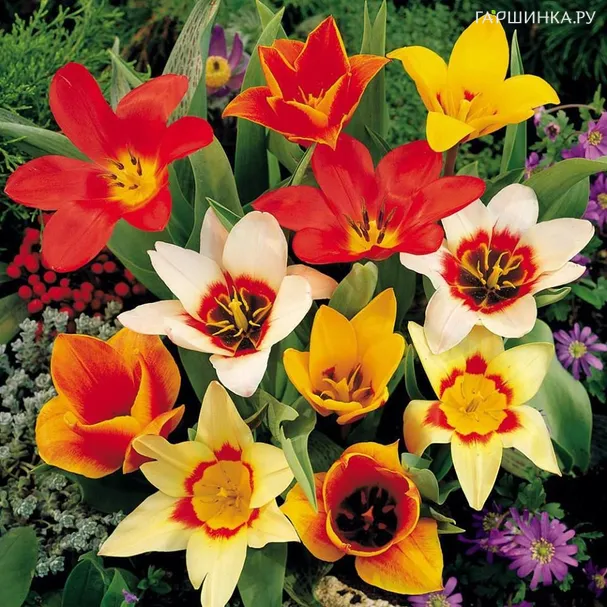 Тюльпаны видовые МИКС 10шт