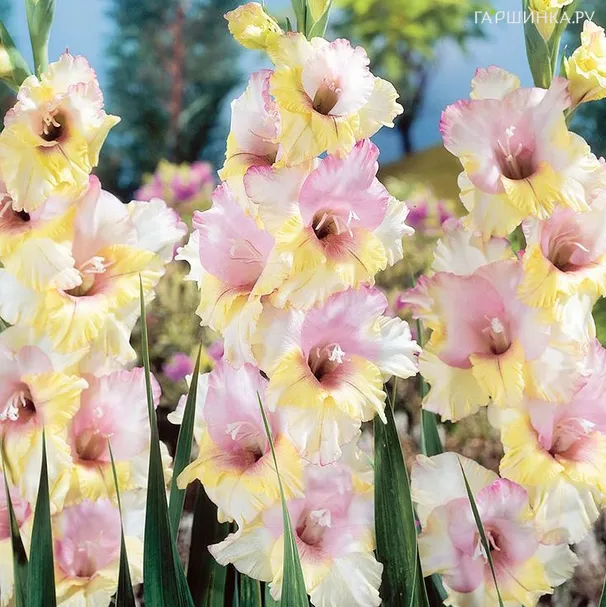 Гладиолус Мон Амур