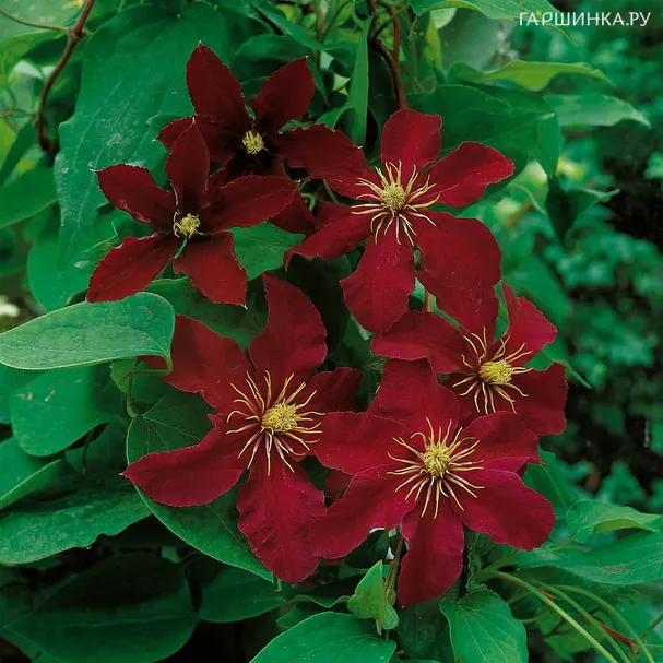 Клематис Ниобе крупноцветковый (3)