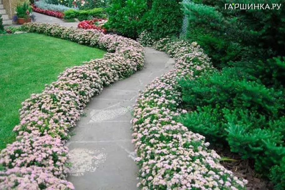 Живая изгородь: Спирея Литл Принцесс 10шт