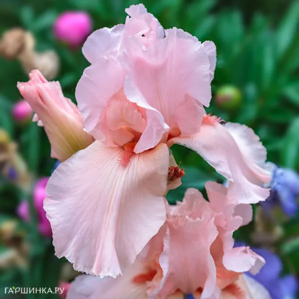 Ирис бородатый Пинк Хоризон
