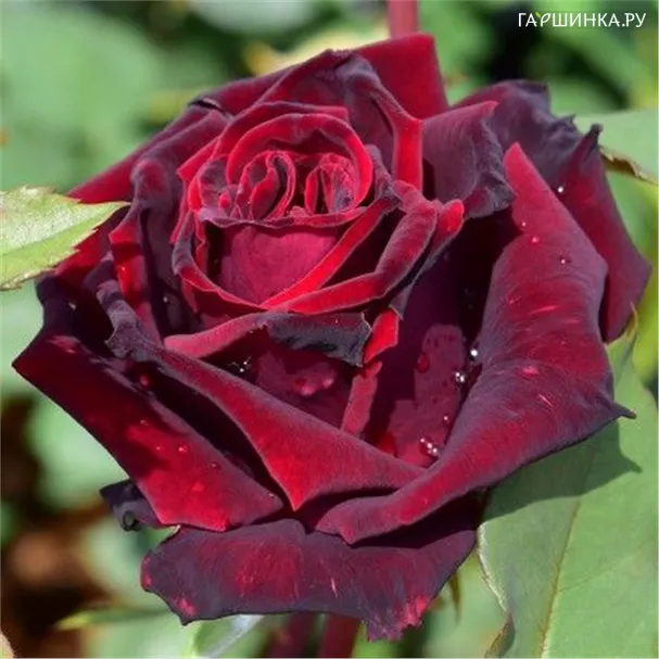 Роза Дива чайно-гибридная Imperial Rose