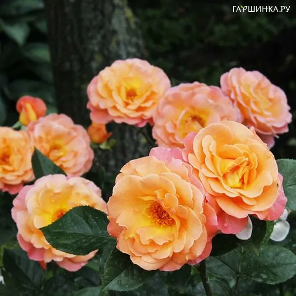 Роза Ст.Джон, Харкнесс (лиц)