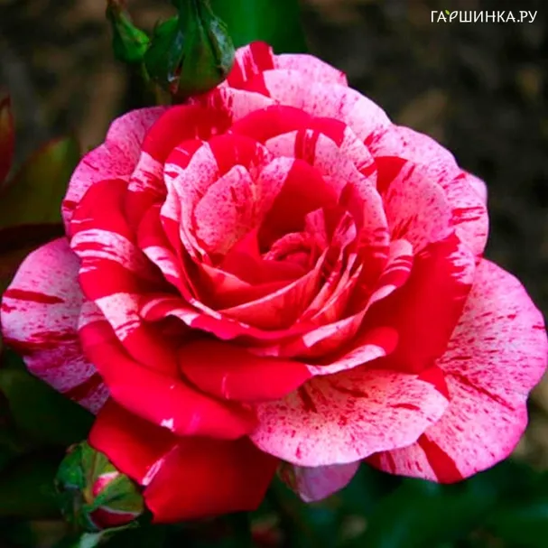 Роза Твайлайт флорибунда, Империал Роуз Imperial Rose