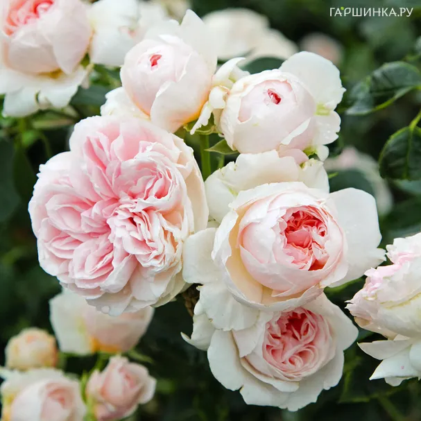 Роза Сабрина, Мейян (лиц)