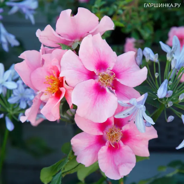 Роза Си ю ин Пинк, Кордес (лиц)