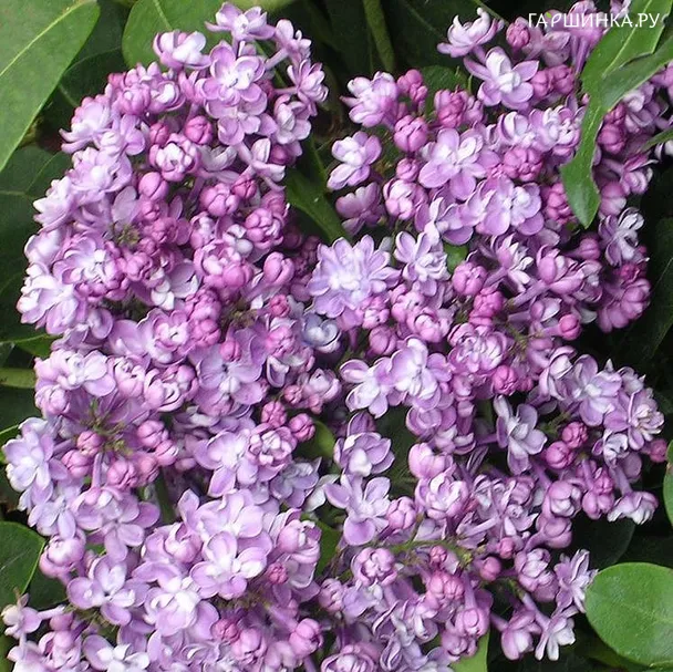 Сирень Колхозница