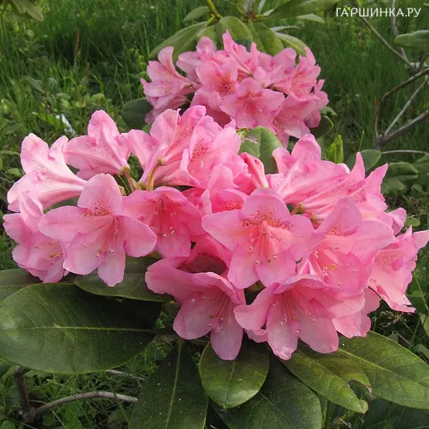 Рододендрон Хельсинский Университет гибридный