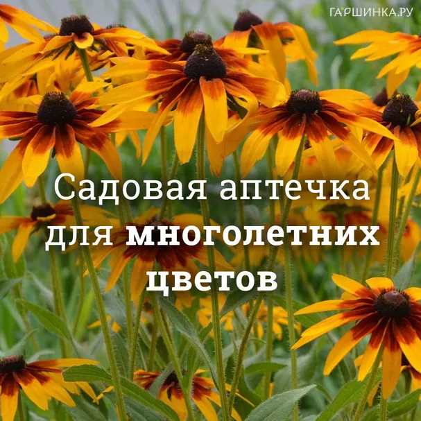 Аптечка для многолетних цветов