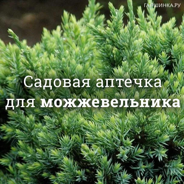 Аптечка для можжевельников