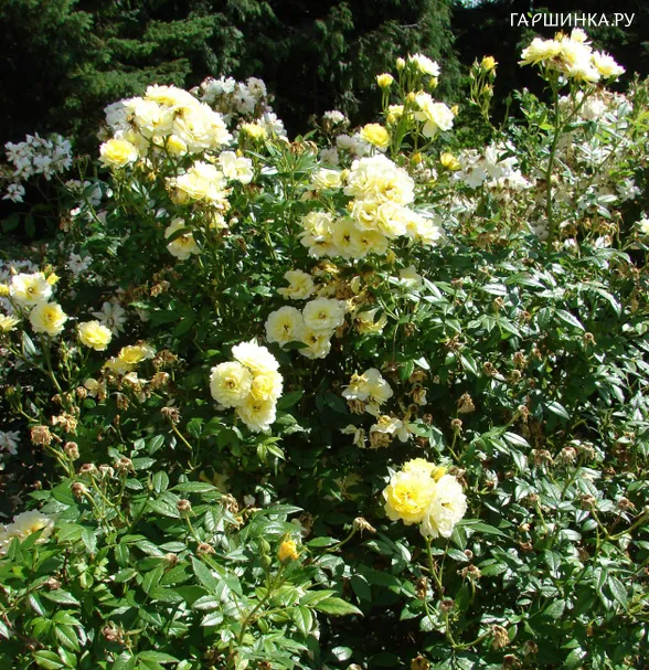 Роза Голден Моцарт, Мейян (лиц)