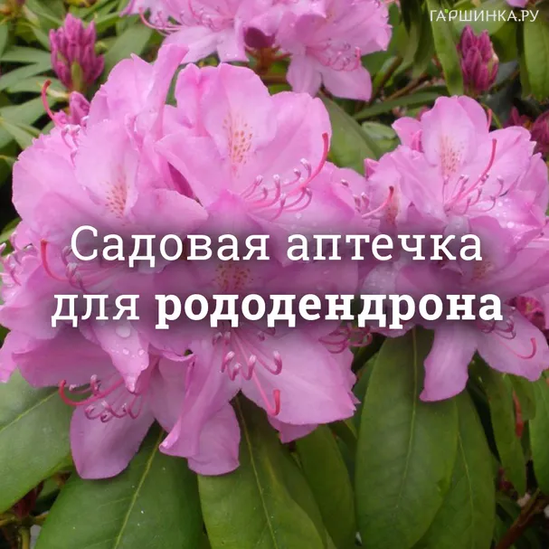 Аптечка для рододендронов