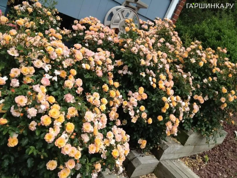 Роза Эмбер Сан/Зонне Дес Альгой, Кордес (лиц)