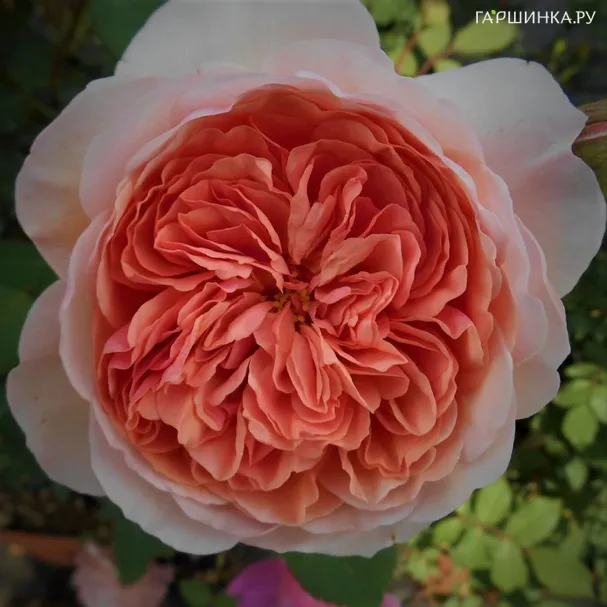 Роза Уильям Моррис кустарниковая, Топалович (лиц)