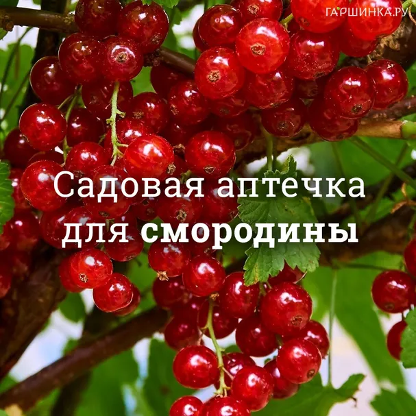 Аптечка для смородины