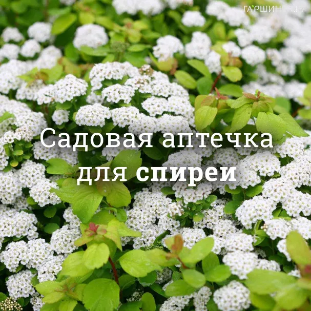 Аптечка для спирей