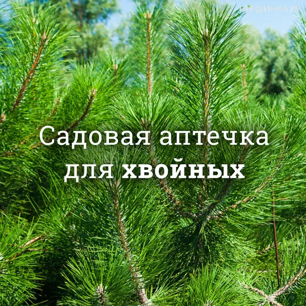 Аптечка для хвойных деревьев и кустарников №1