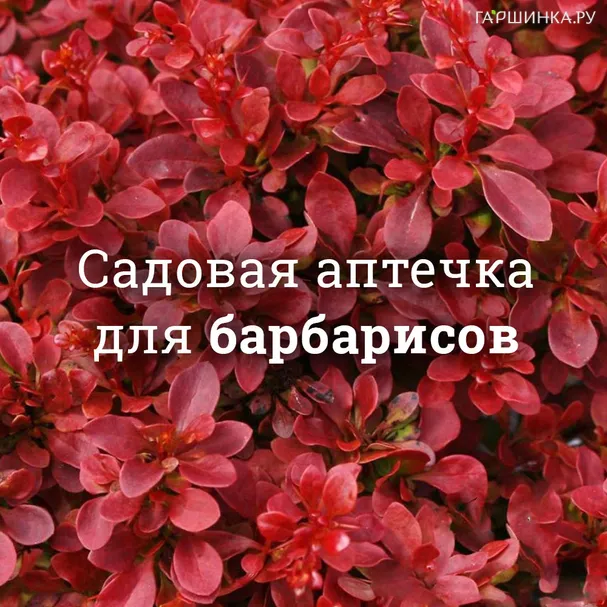 Аптечка для барбарисов