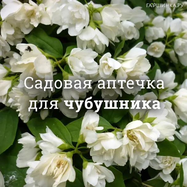 Аптечка для чубушников