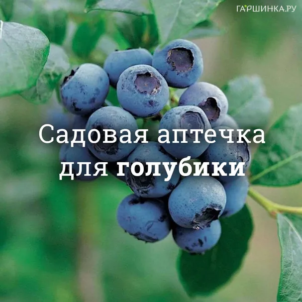Аптечка для голубики