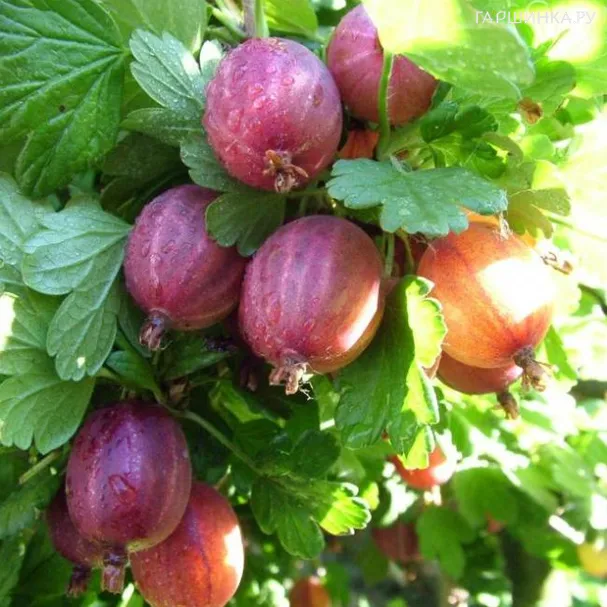 Крыжовник Серенада