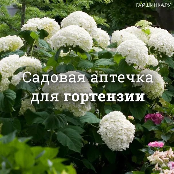 Аптечка для гортензий