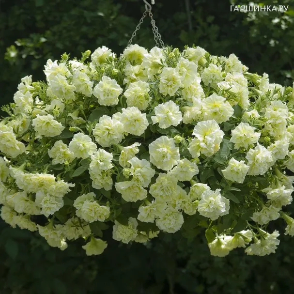 Петуния вегетативная Тумбелина Сюсанна