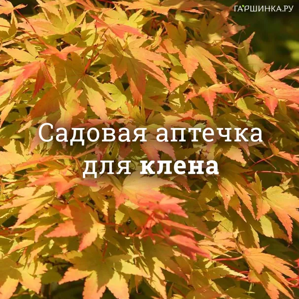Аптечка для кленов