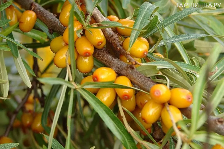 Облепиха Желтоплодная