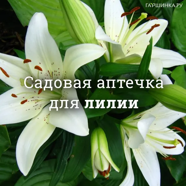 Аптечка для лилий