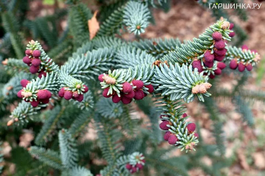 Пихта испанская Глаука