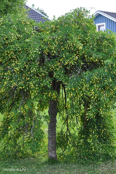 Акация древовидная Pendula на штамбе 200см С15