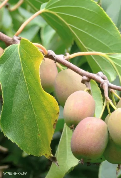 Актинидия Гибридная Колбасиной (женский сорт)