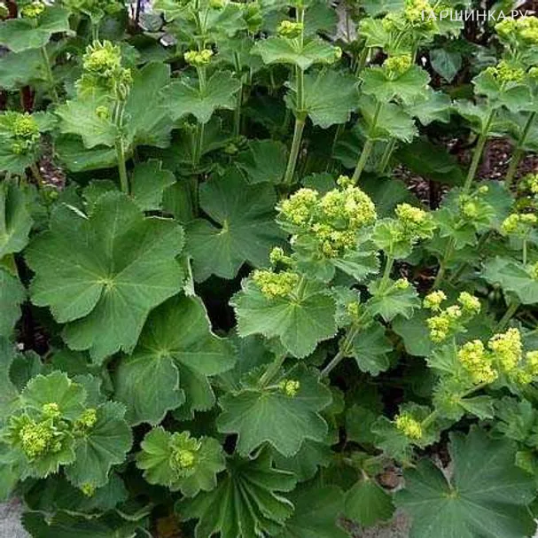 Манжетка Сеньор мягкая