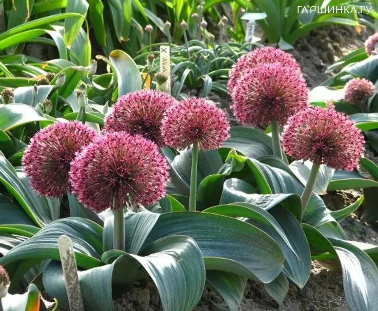 Лук декоративный Ред Гиант