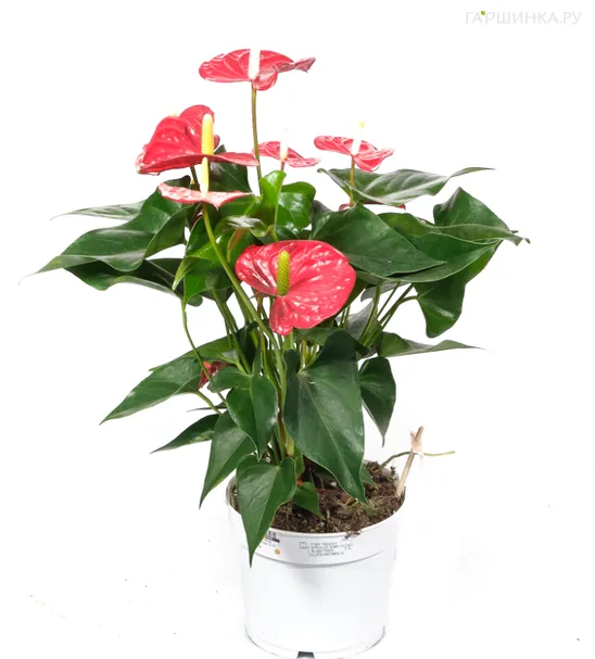 Антуриум андрианум Чемпион красный